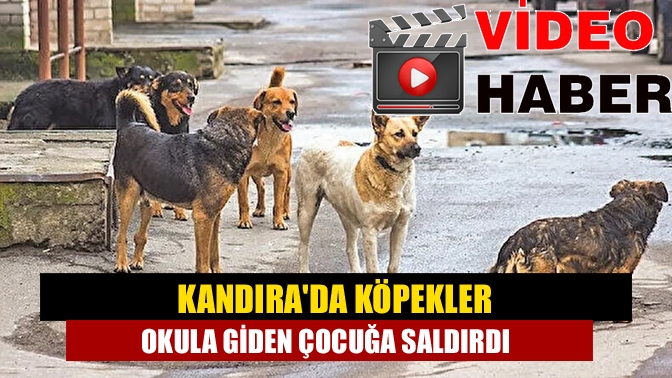 Kandırada Köpekler okula giden çocuğa saldırdı