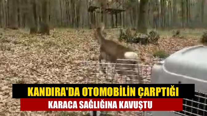 Kandırada otomobilin çarptığı karaca sağlığına kavuştu