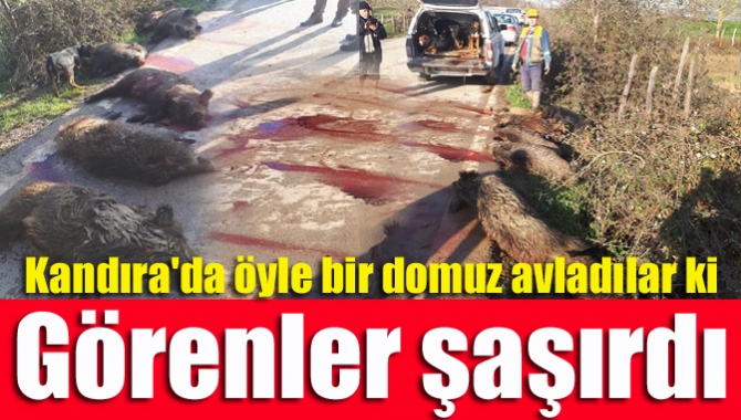 Kandıra'da öyle bir domuz avladılar ki görenler şaşırdı