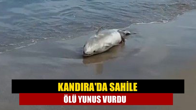 Kandırada Sahile ölü yunus vurdu