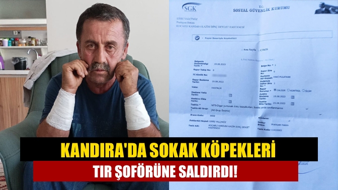 Kandırada sokak köpekleri TIR şoförüne saldırdı!