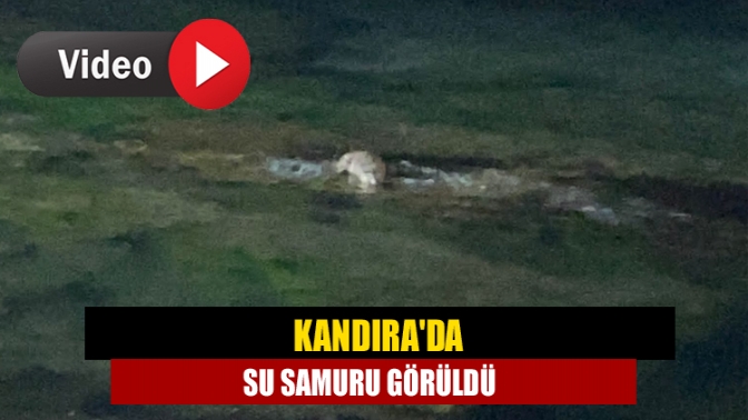 Kandırada Su Samuru Görüldü