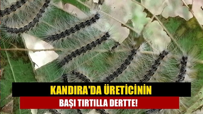 Kandırada Üreticinin başı tırtılla dertte!