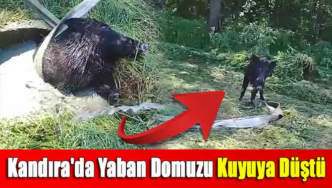 Kandıra'da yaban domuzu kuyuya düştü