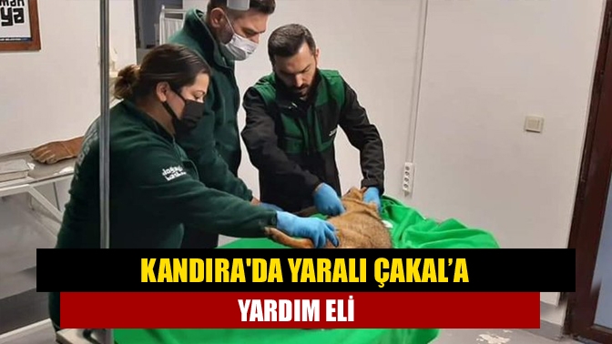 Kandırada Yaralı çakal’a Yardım Eli