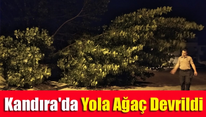 Kandıra'da Yola Ağaç Devrildi