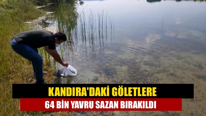 Kandıradaki göletlere 64 bin yavru sazan bırakıldı