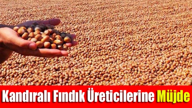 Kandıralı fındık üreticilerine müjde