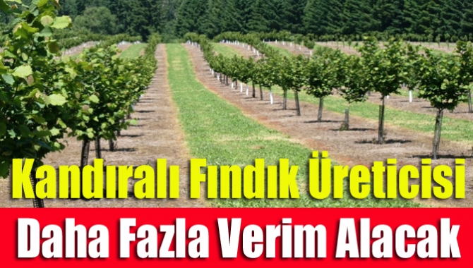 Kandıralı Fındık Üreticisi Daha Fazla Verim Alacak