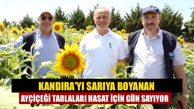 Kandırayı sarıya boyanan ayçiçeği tarlaları hasat için gün sayıyor