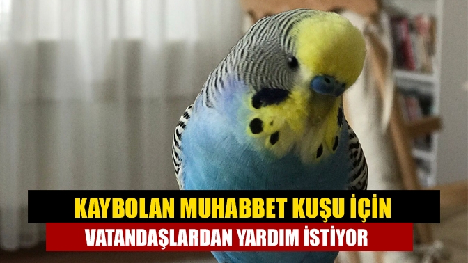 Kaybolan muhabbet kuşu için vatandaşlardan yardım istiyor