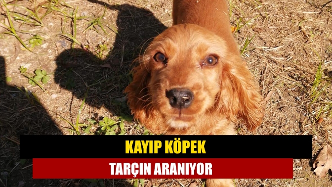 Kayıp köpek Tarçın aranıyor