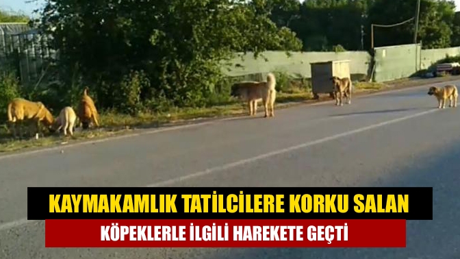 Kaymakamlık tatilcilere korku salan köpeklerle ilgili harekete geçti