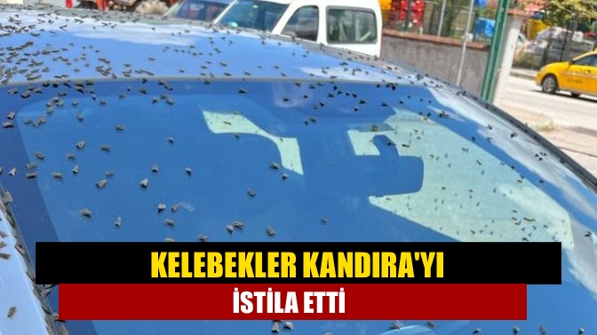 Kelebekler Kandırayı istila etti