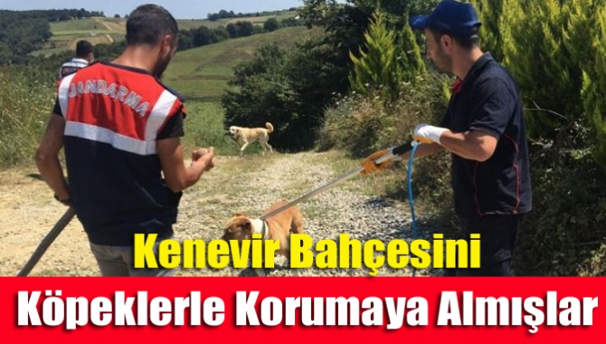 Kenevir Bahçesini Köpeklerle Korumaya Almışlar