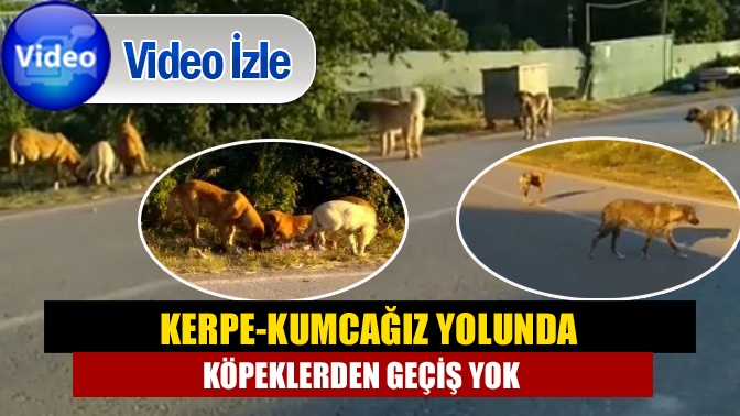 Kerpe-Kumcağız yolunda köpeklerden geçiş yok