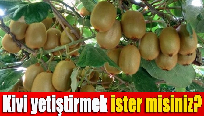 Kivi yetiştirmek ister misiniz?