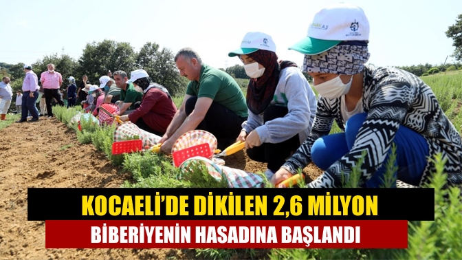 Kocaeli’de dikilen 2,6 milyon biberiyenin hasadına başlandı