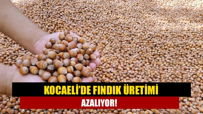 Kocaeli’de fındık üretimi azalıyor!