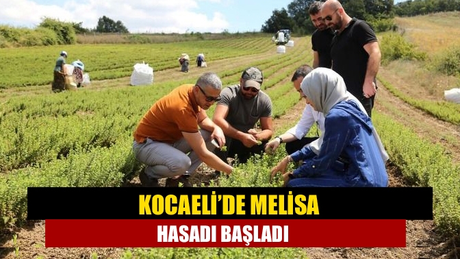 Kocaeli’de melisa hasadı başladı