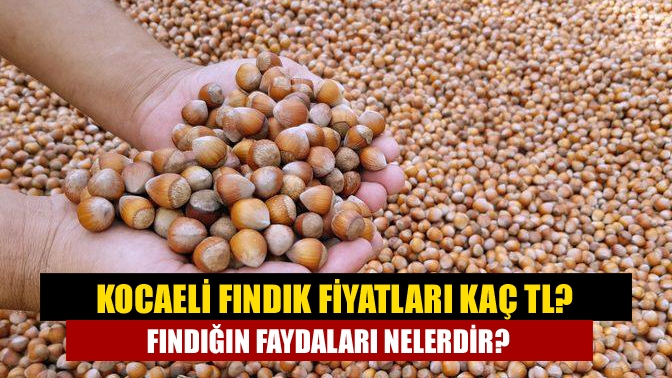 Kocaeli Fındık Fiyatları kaç TL? Fındığın faydaları Nelerdir?