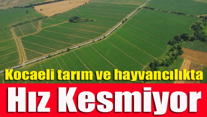 Kocaeli tarım ve hayvancılıkta hız kesmiyor