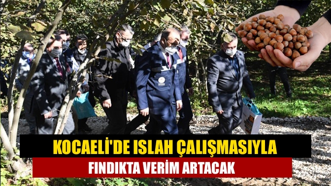 Kocaelide Islah çalışmasıyla fındıkta verim artacak