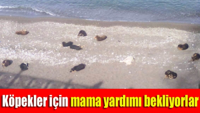 Köpekler için mama yardımı bekliyorlar