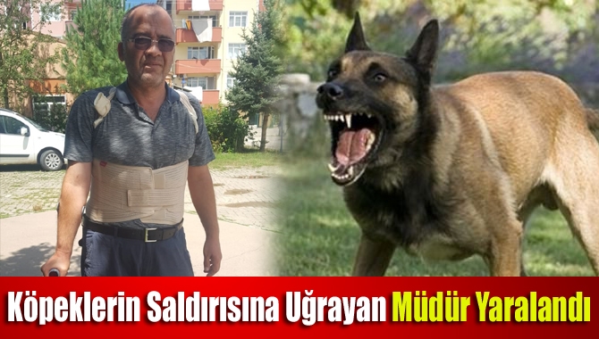 Köpeklerin saldırısına uğrayan Müdür yaralandı