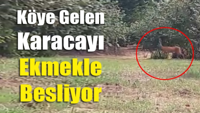 Köye gelen karacayı Ekmekle besliyor