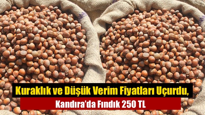 Kuraklık ve Düşük Verim Fiyatları Uçurdu, Kandıra’da Fındık 250 TL