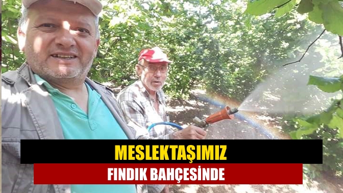 Meslektaşımız fındık bahçesinde