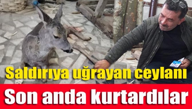 Saldırıya uğrayan ceylanı son anda kurtardılar