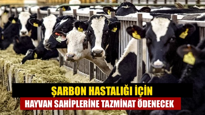 Şarbon hastalığı için hayvan sahiplerine tazminat ödenecek