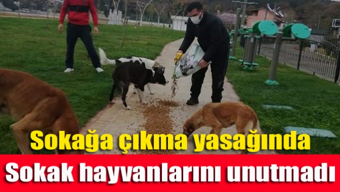 Sokağa çıkma yasağında sokak hayvanlarını unutmadı