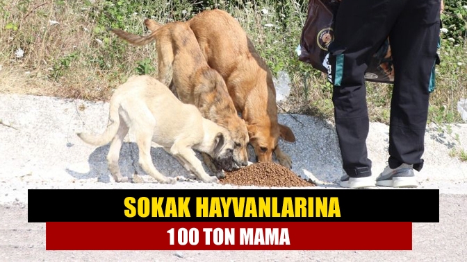 Sokak hayvanlarına 100 ton mama