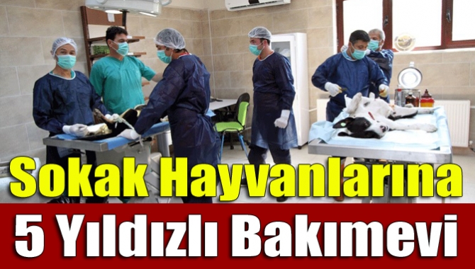 Sokak hayvanlarına 5 yıldızlı bakımevi