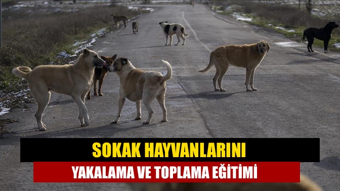 Sokak hayvanlarını yakalama ve toplama eğitimi