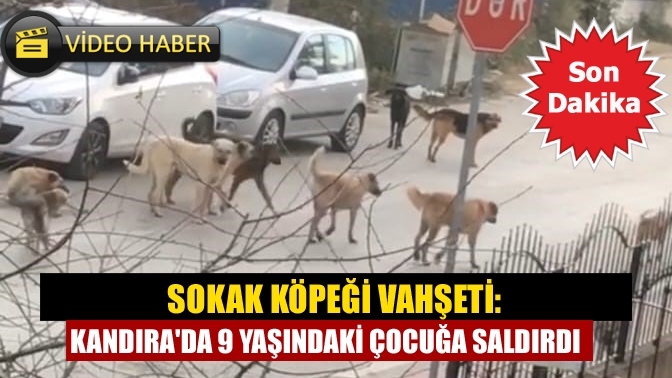 Sokak köpeği vahşeti: Kandırada 9 yaşındaki çocuğa saldırdı