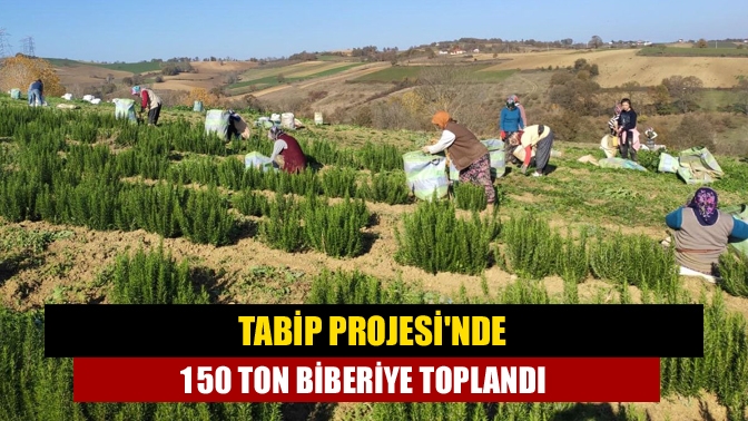 TABİP Projesinde 150 ton biberiye toplandı