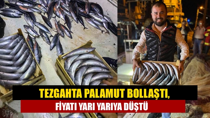 Tezgahta palamut bollaştı, fiyatı yarı yarıya düştü