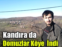 Kandıra da Domuzlar Köye İndi