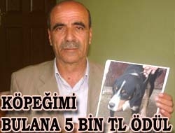 Köpeğimi bulana 5 bin TL ödül