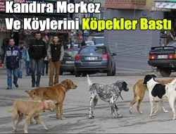 Kandıra merkez ve köylerini köpekler bastı