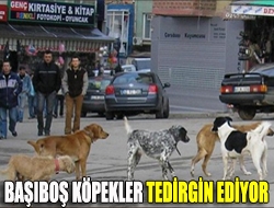 Başıboş köpekler tedirgin ediyor