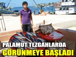 Palamut tezgahlarda görünmeye başladı