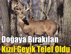 Doğaya bırakılan kızıl geyik telef oldu