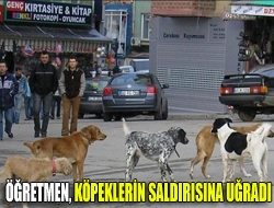 Öğretmen, köpeklerin saldırısına uğradı