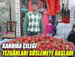 Kandıra çileği tezgâhları süslemeye başladı