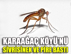Karaağaç Köyünü sivrisinek ve pire bastı
